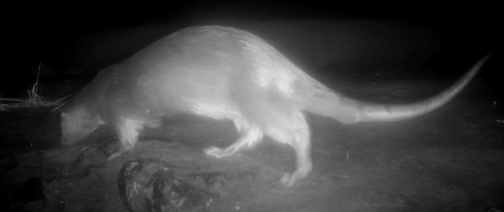 Otter vastgelegd door een wildcamera in Zaanstad